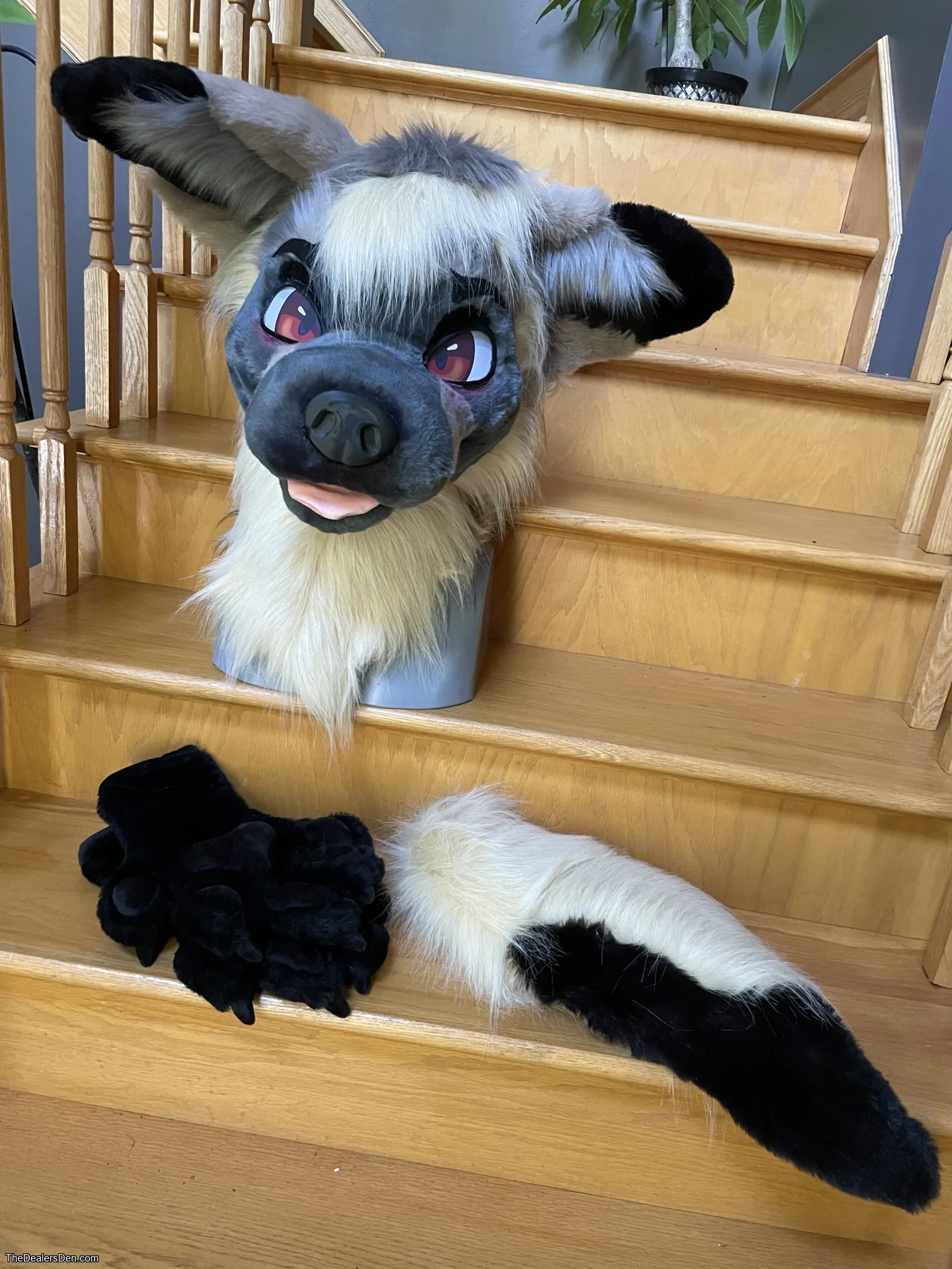 Bat-eared fox partial - Image 2