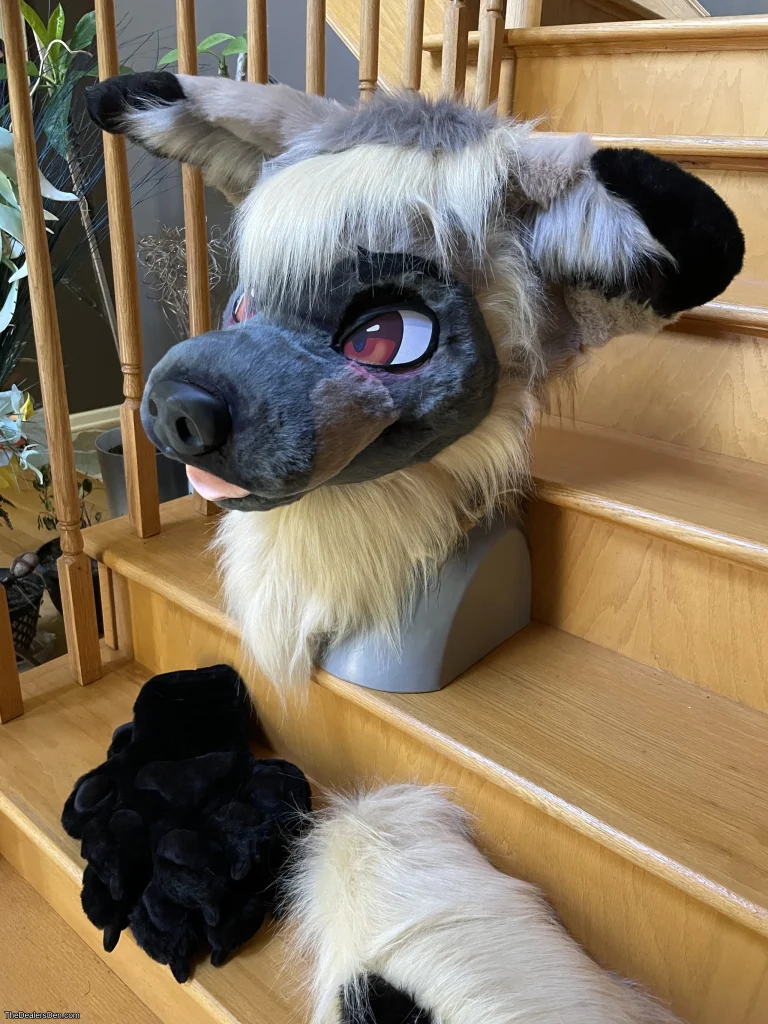 Bat-eared fox partial