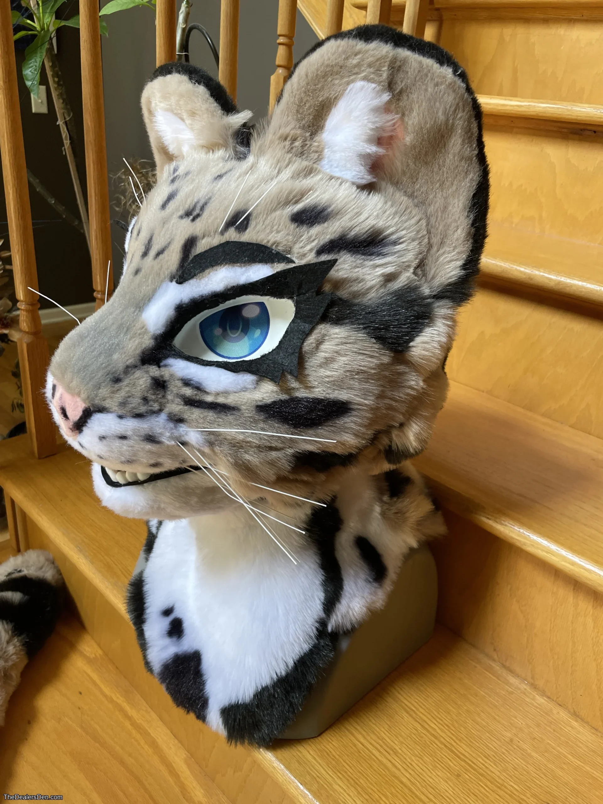 Clouded leopard head + tail - Image 3