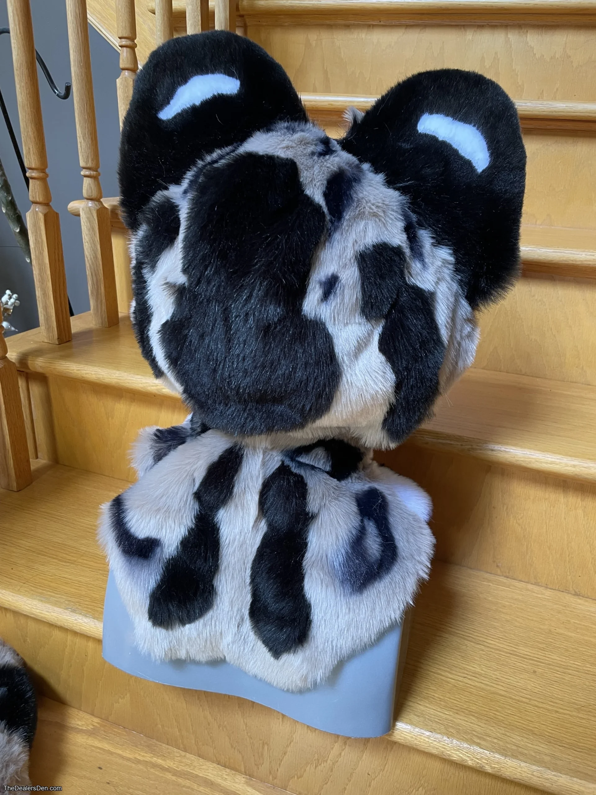 Clouded leopard head + tail - Image 5