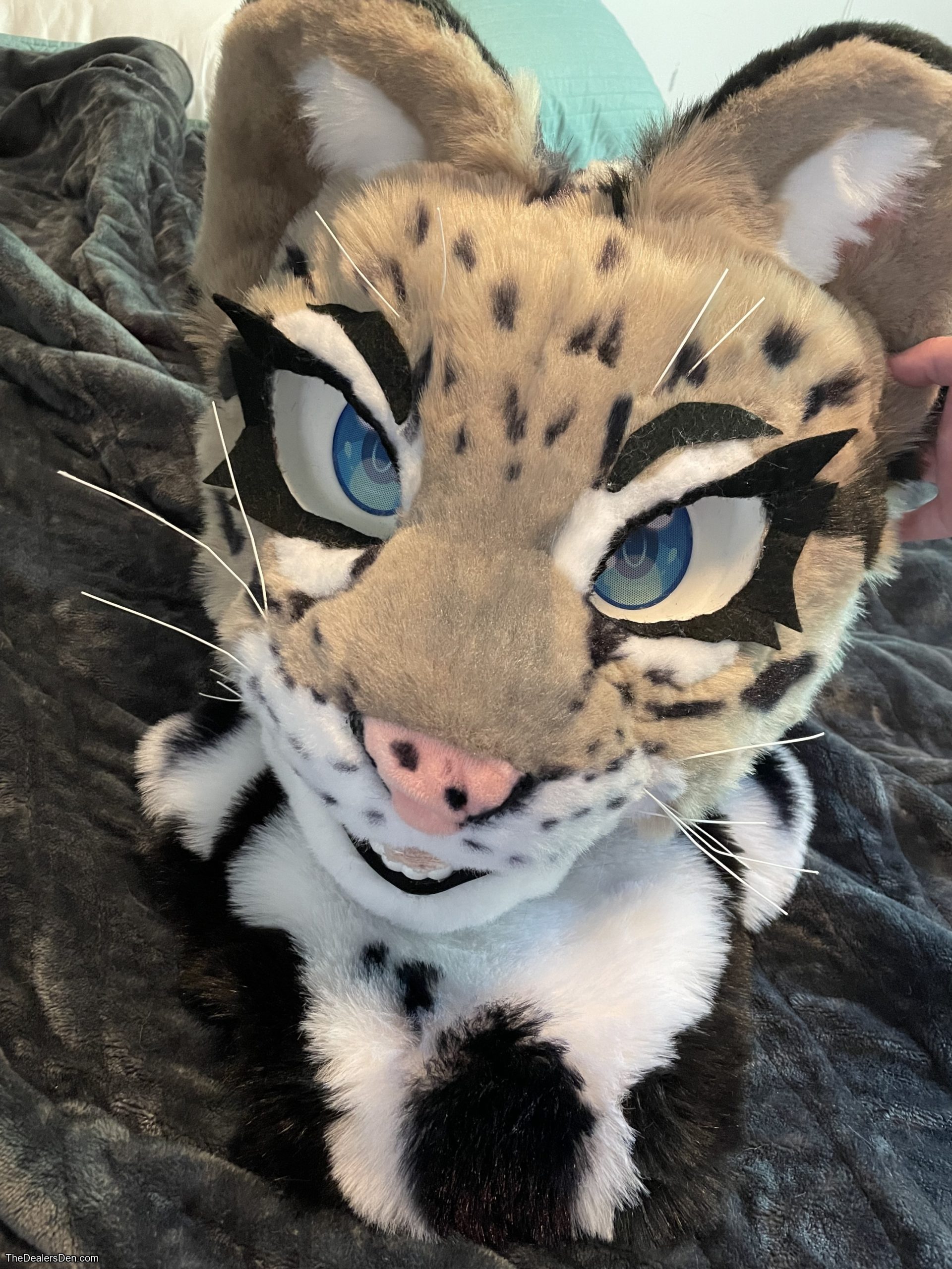Clouded leopard head + tail - Image 2